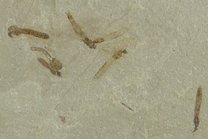 Crane Fly (Tipulidae) Mortality Plate - Green River Formation #356616